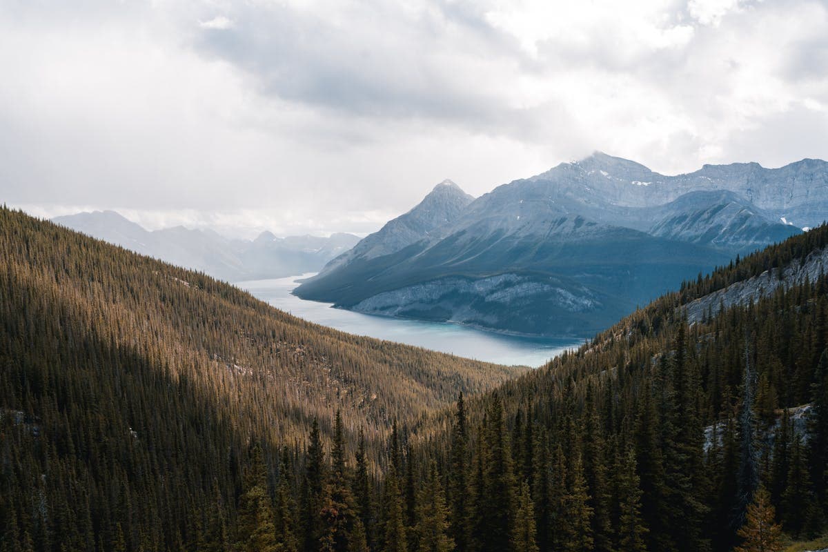 Shilajit in Canada: NPN Rules and Where to Buy (2026)