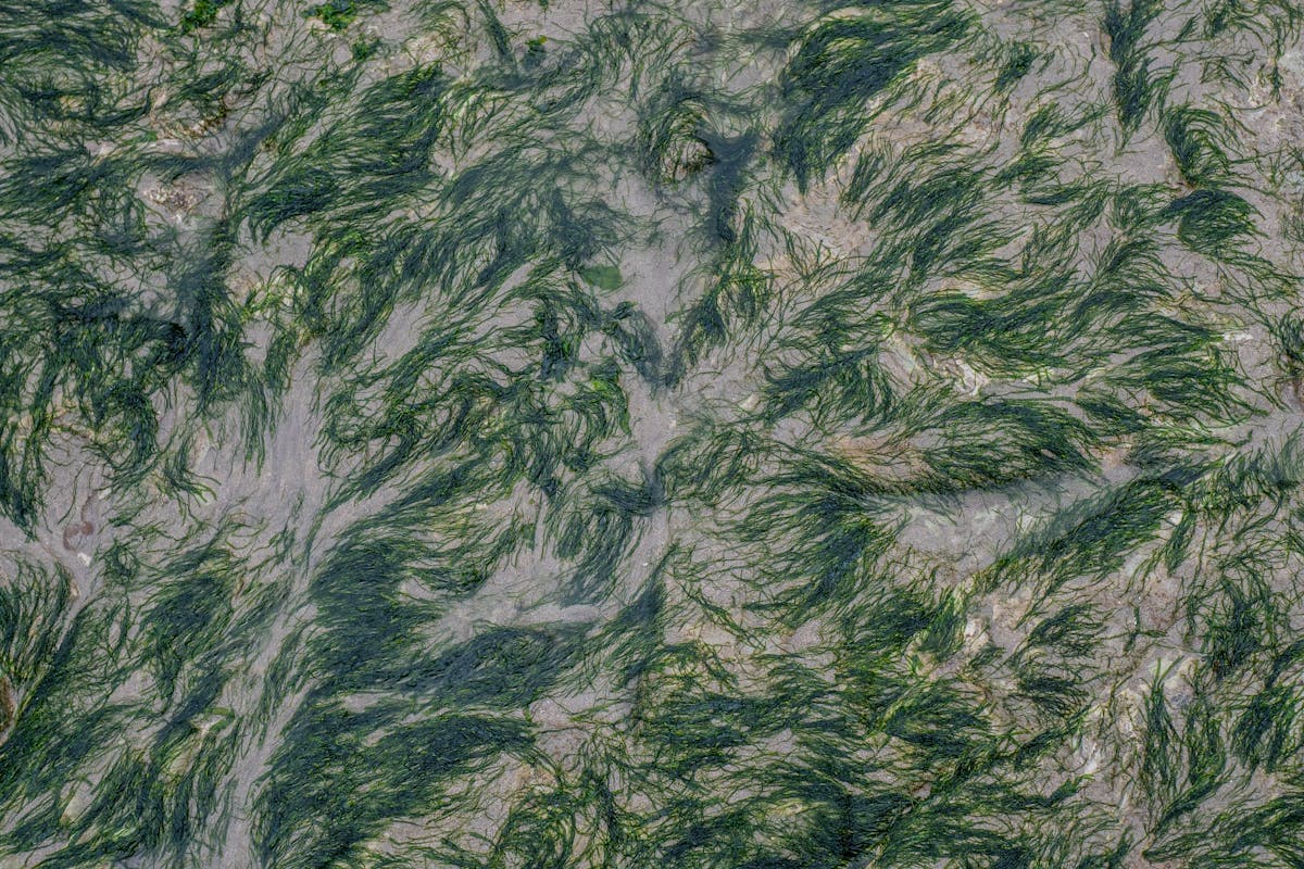 Shilajit vs Sea Moss: Mineral Resin Versus Iodine-Rich Algae